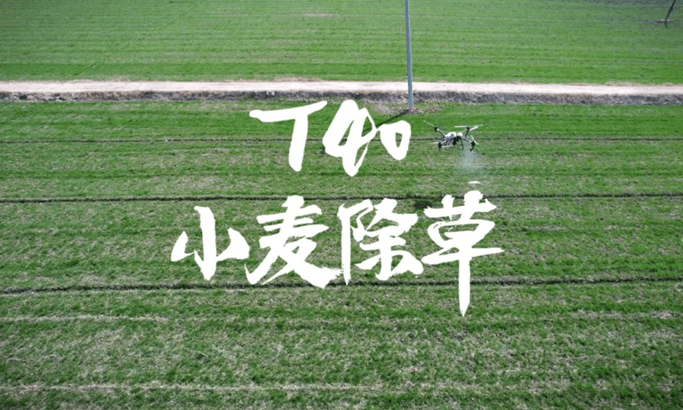 大疆 T40 农业无人飞机小麦除草