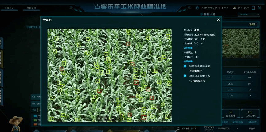 玉米授粉识别效果