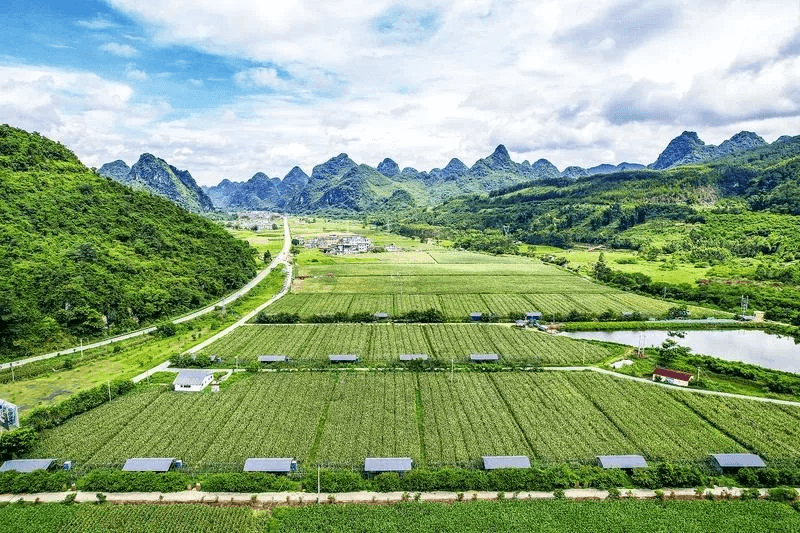 马山县玉米制种基地