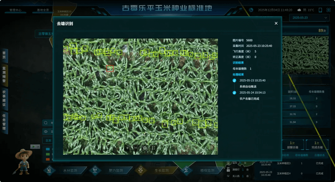 玉米去雄识别效果