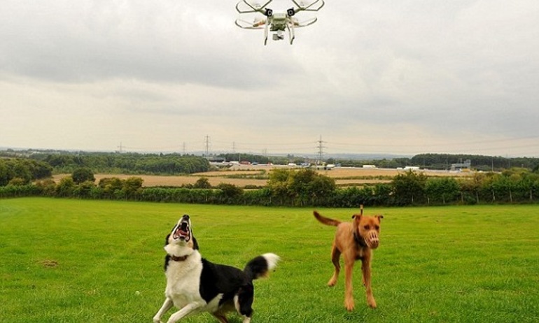 Drones Bring New Meaning to ‘A Dog’s Life’ - DJI