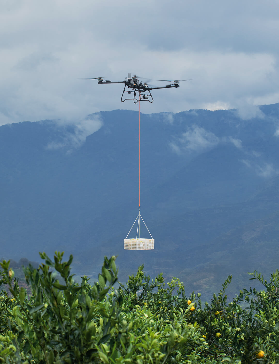 Transport Fructe si Recolte drona agricola