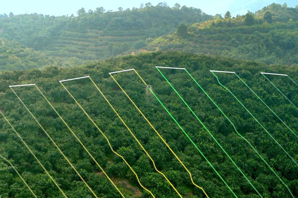 DJI promotional visualization of terrain-follow route lines over a sloped orchard