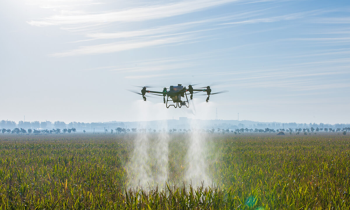 经济作物解决方案